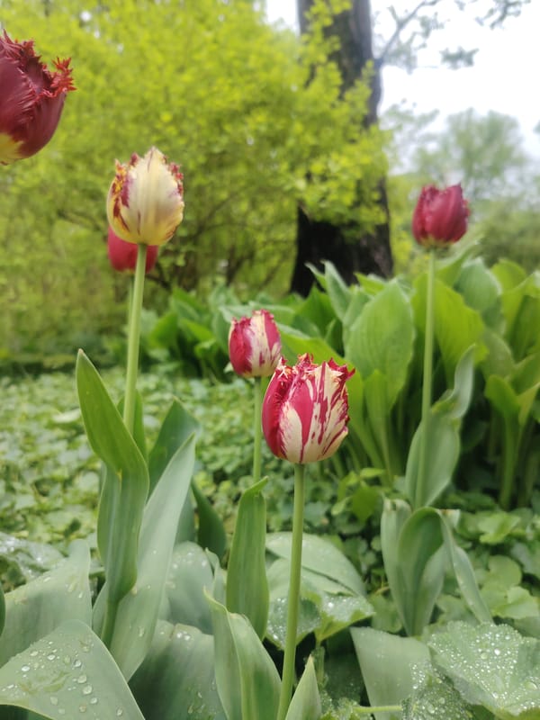 Spring flowers bloom across Riga parks after rain