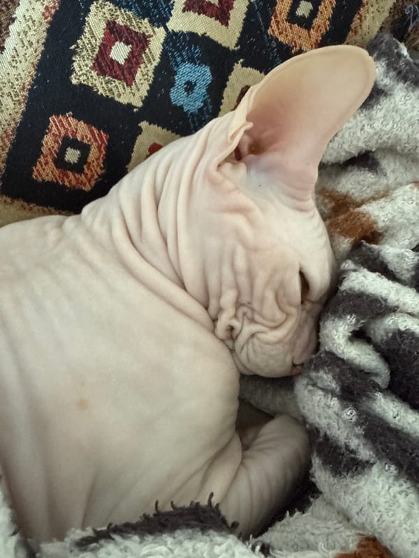 Sphynx cat captured sleeping peacefully in Krasnoyarsk home