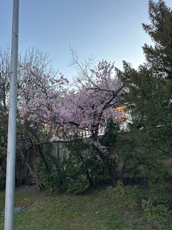 Ordinary street and park scenes documented in Sofia