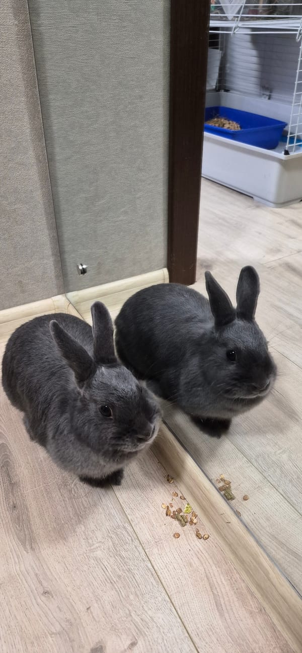 Grey rabbits on a wood floor, Ussurijsk home interior