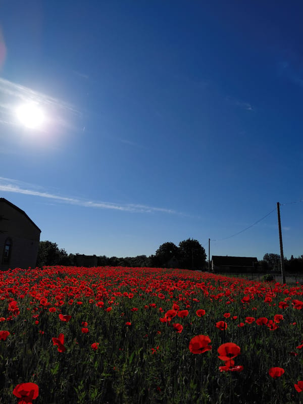Red poppy field photographed under bright morning skies