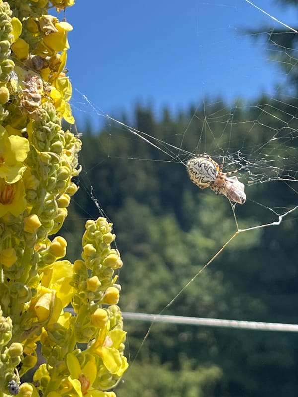 Spider with prey in web, set against an open mountain landscape
