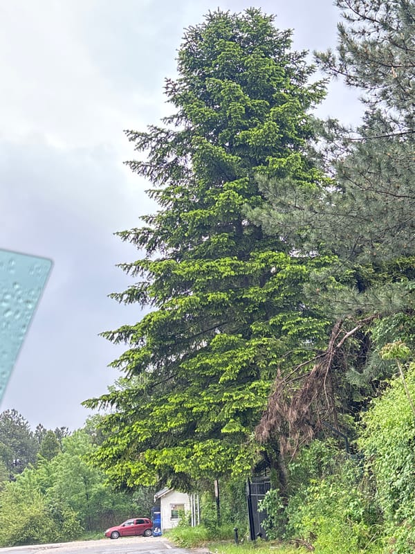 Rainy urban drive documented with daisies and green streetscapes