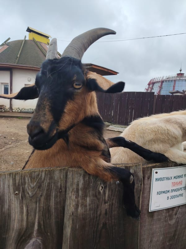 Zoo visitors feed animals, view exhibits in Minsk, Belarus