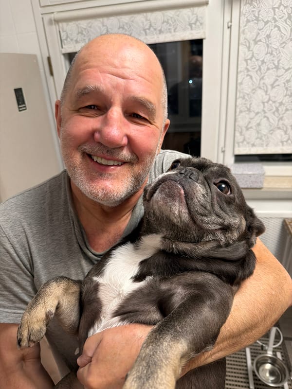 French bulldog out and about in Maloyaroslavets