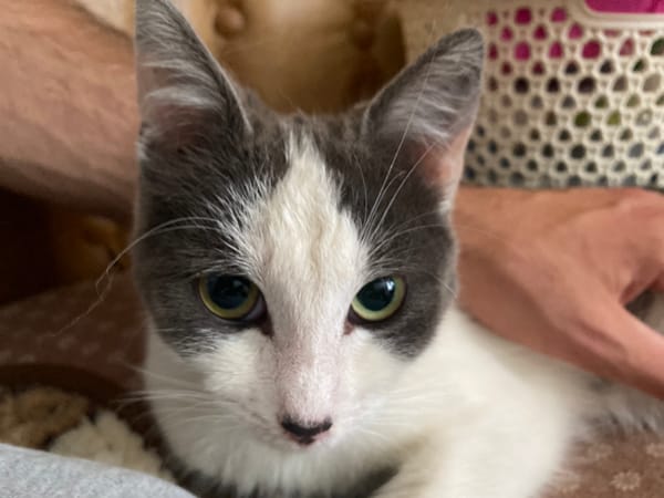 Gray and white cat chills indoors, soaking up attention