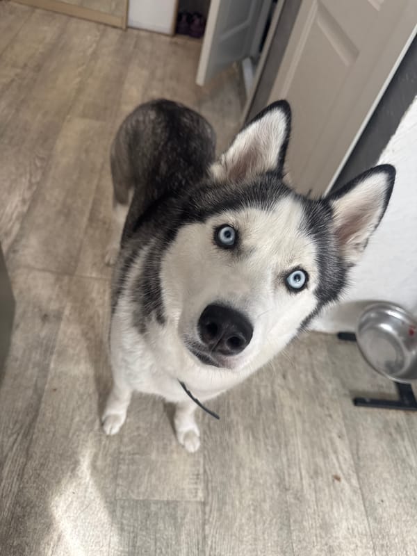 Hanging with a blue-eyed husky indoors in Tolyatti