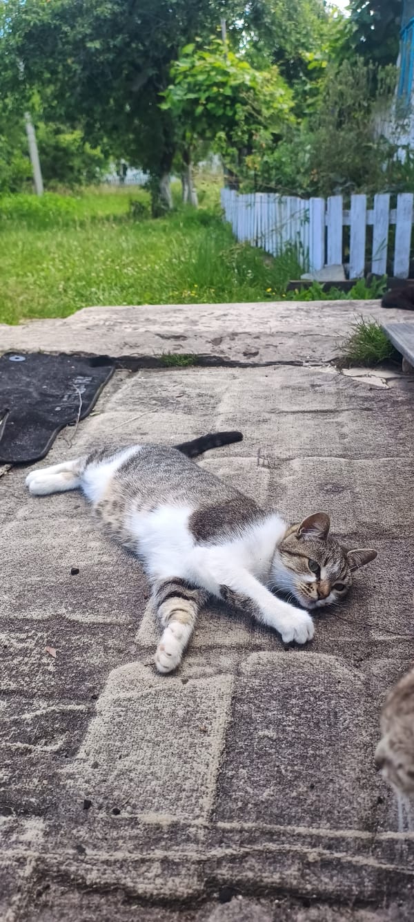 Cats and kittens resting and playing outdoors