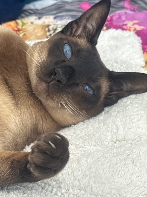 Siamese cat photographed resting on white bedding in Ramat Gan