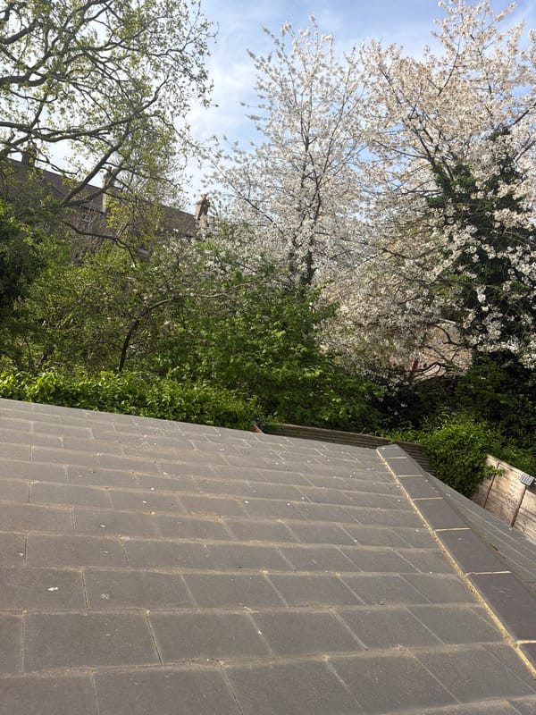 Spring blooms observed beside paved patio in London