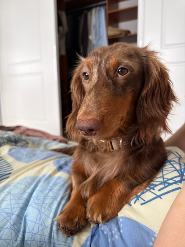 Long-haired Dachshund spotted in Oslo home Saturday morning