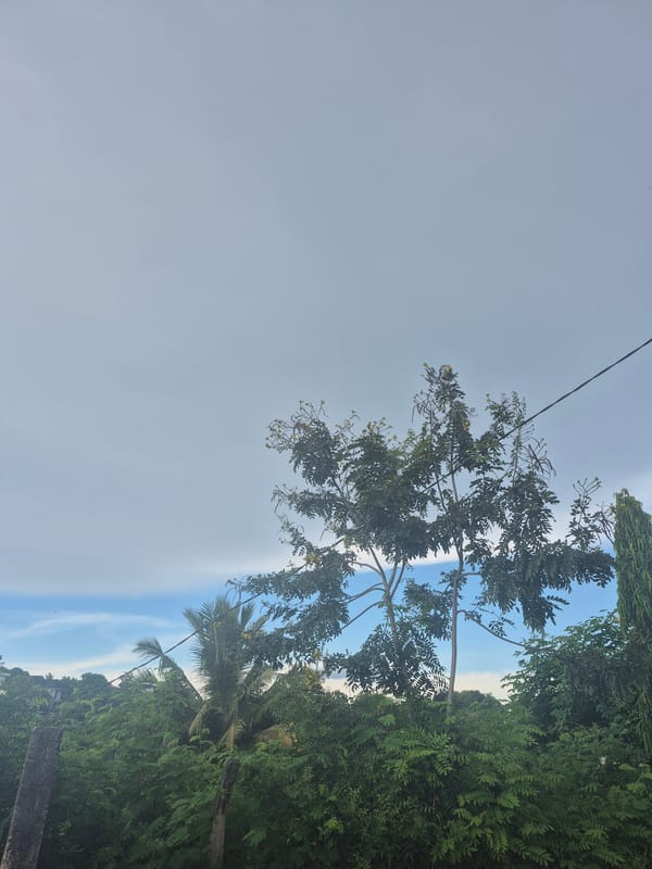 Spring blooms observed in Dar es Salaam tree canopy