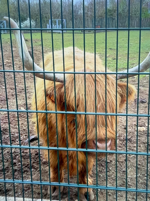 Morning domestic life documented in Pétange, Luxembourg