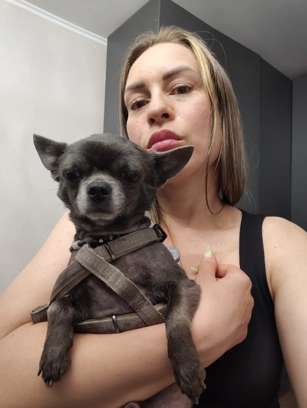 A Chihuahua's evening in an Almaty apartment
