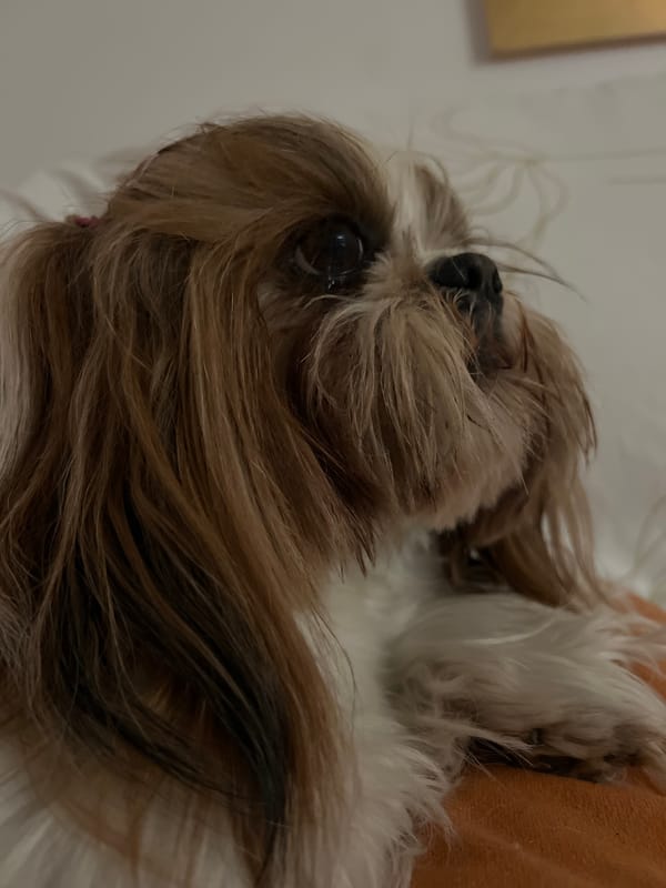 Shih Tzu with pink hair clip chills indoors in Kleosin
