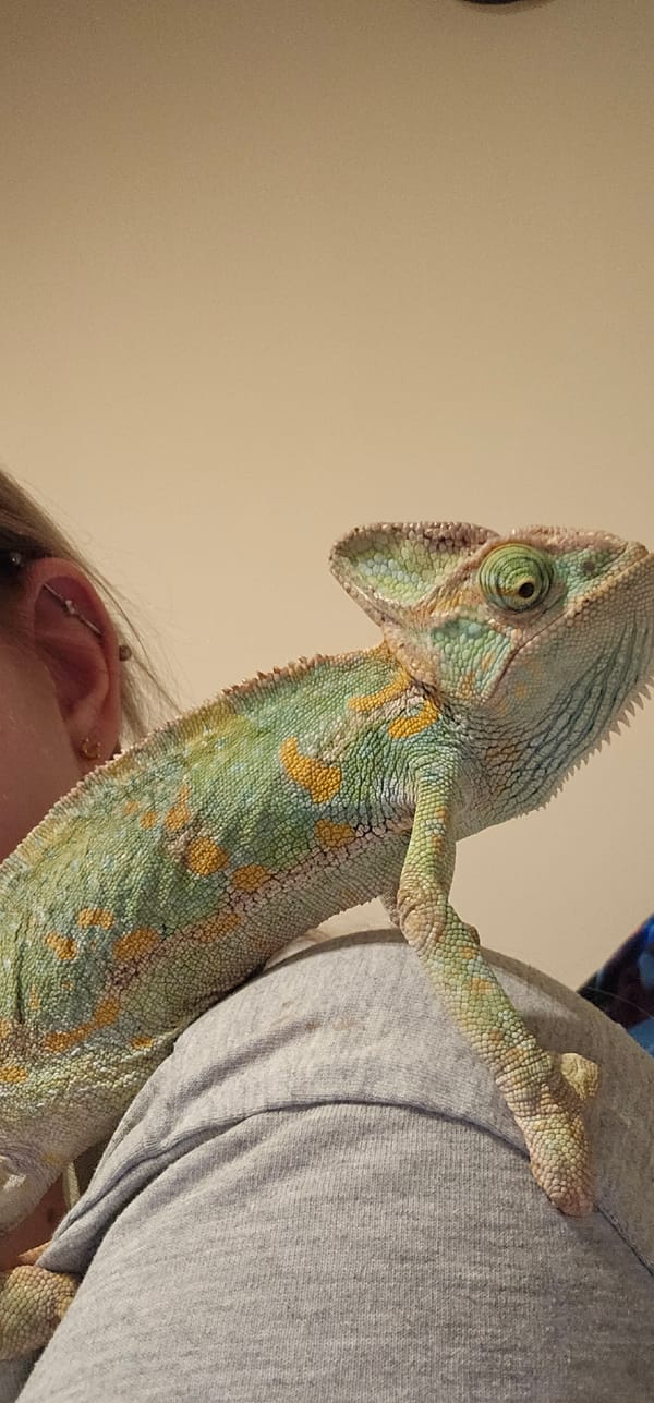 Person spotted with colorful chameleon on shoulder in Moscow