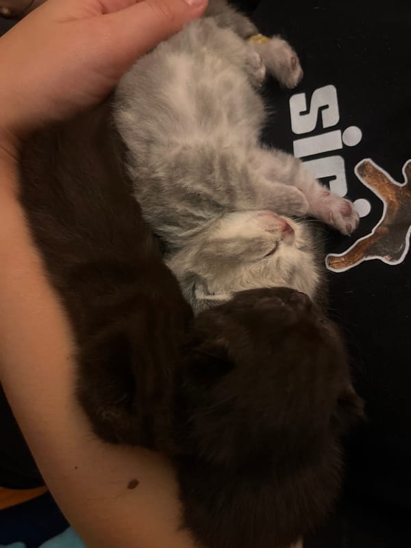 Person photographed caring for two newborn kittens in Tel Aviv