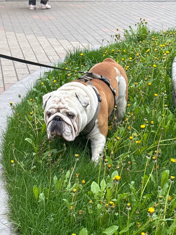 Bulldog rests in Moscow park during morning walk