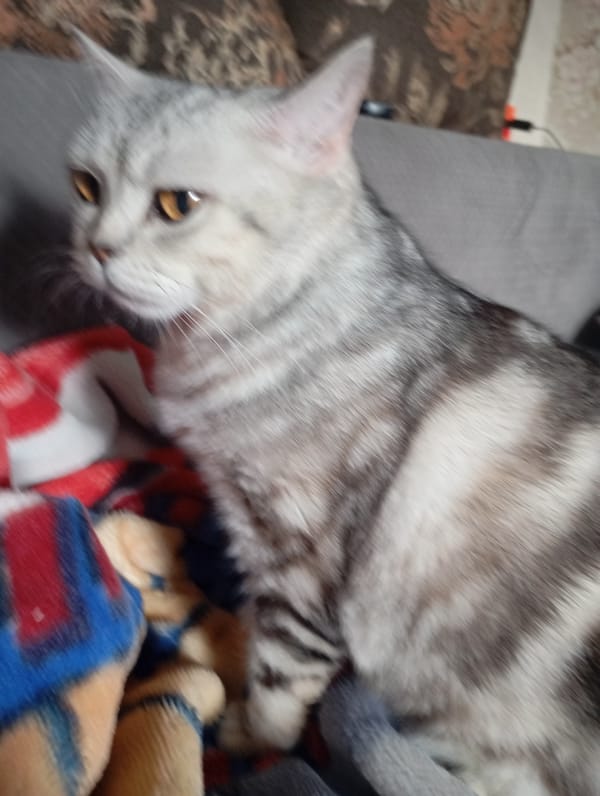Silver tabby cat at home in Sozonivka, Ukraine