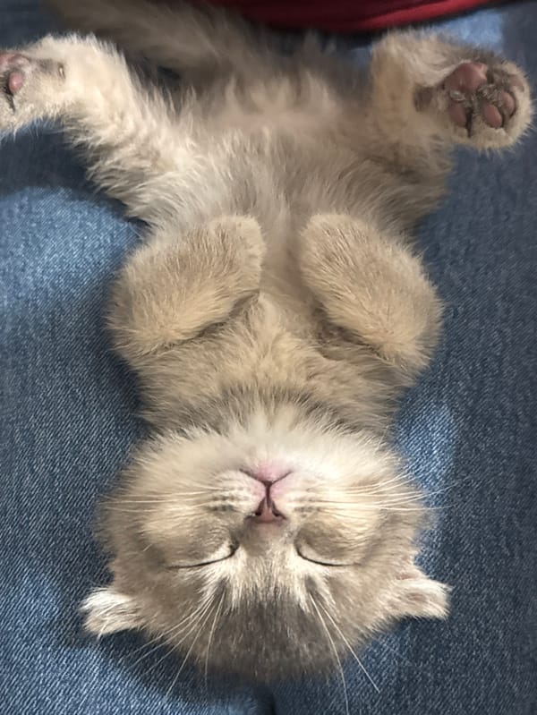 Kitten sleeps peacefully in human care in Strasbourg