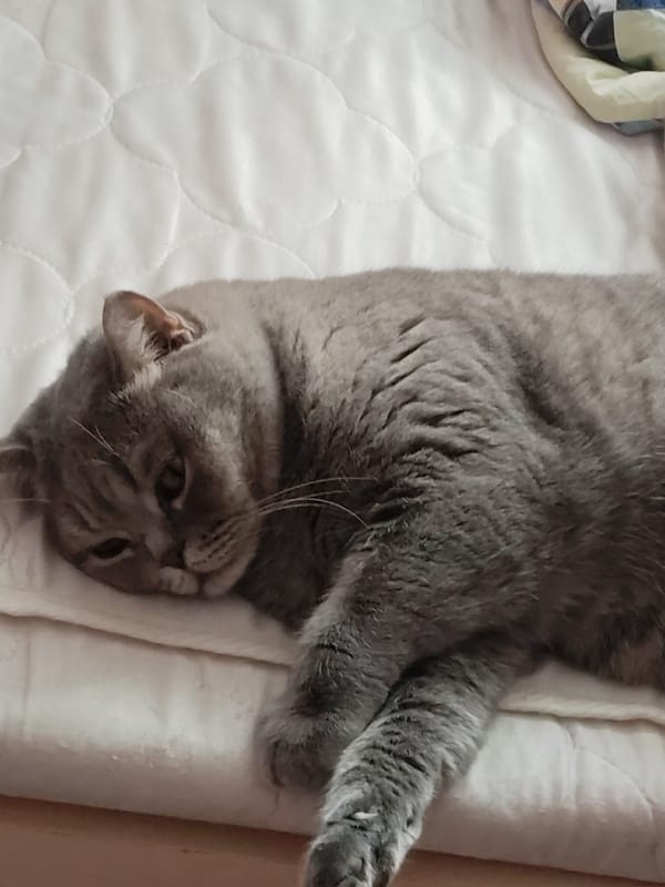 Gray cat observed resting on white quilted bed