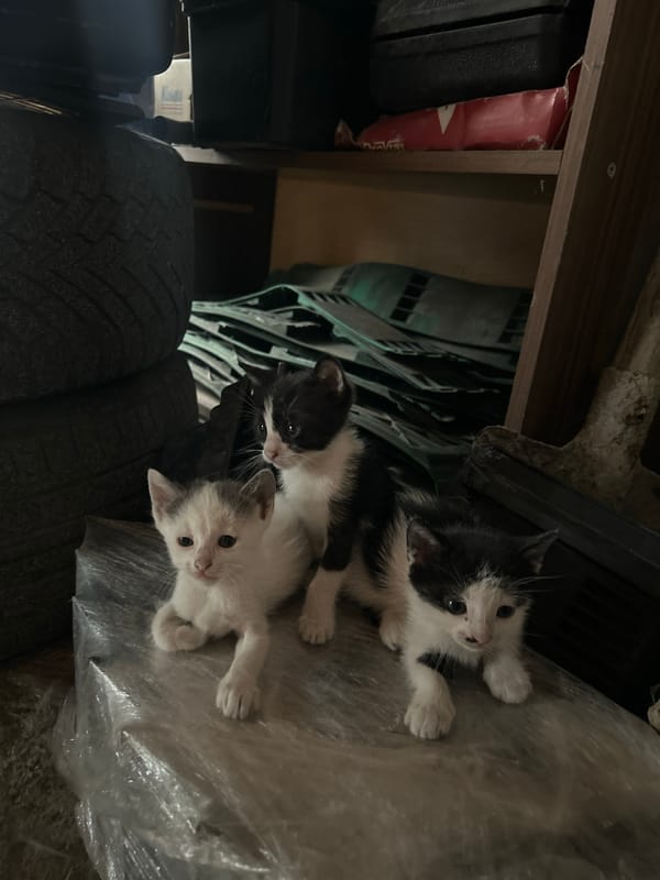 Kittens spotted in storage area during overcast afternoon in Burgas