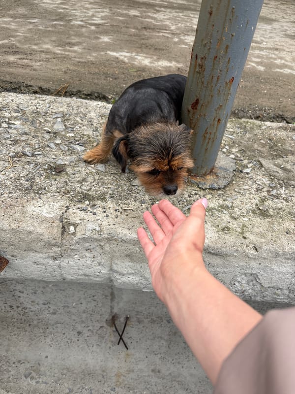 Woman enjoys cloudy beach day with dog in Sochi