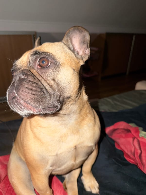 French Bulldog lounging on a floral comforter in Baloži