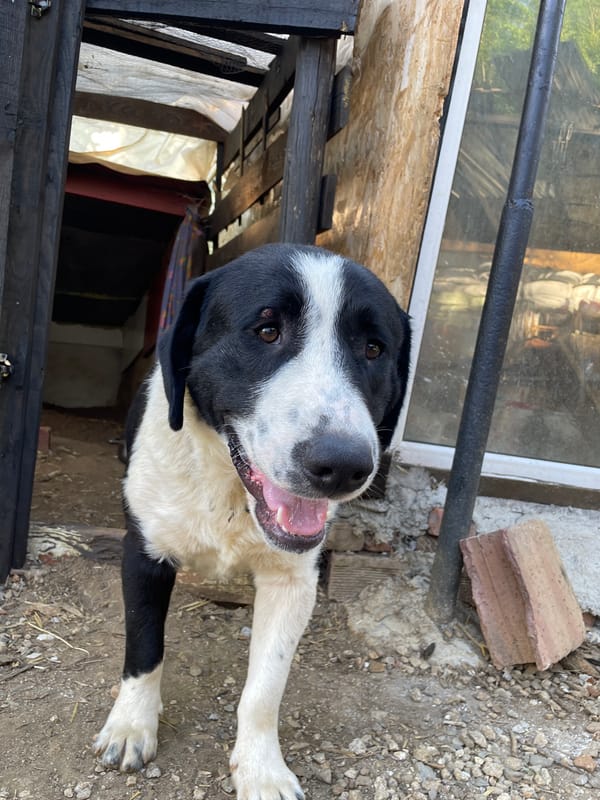 Animal encounters in rural Bulgarian village setting