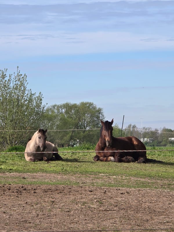Two horses rest in divided field in Estaimpuis