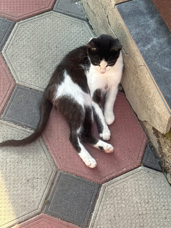 Cats, kittens, and countryside life at a rural Ukrainian homestead