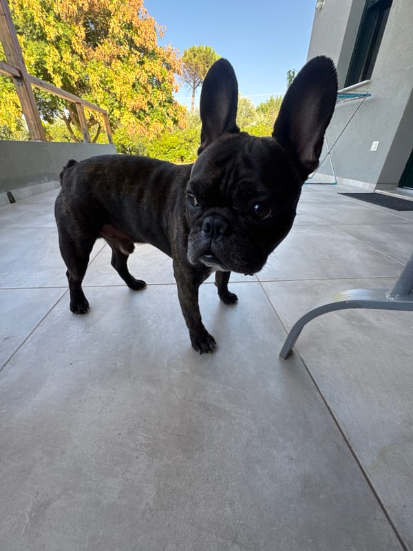 French Bulldogs out on an early morning in northeastern Greece