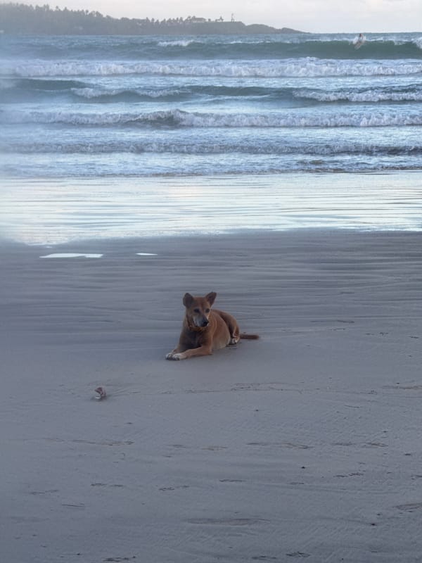 Surfer spotted at Weligama beach with dog, swimmers nearby