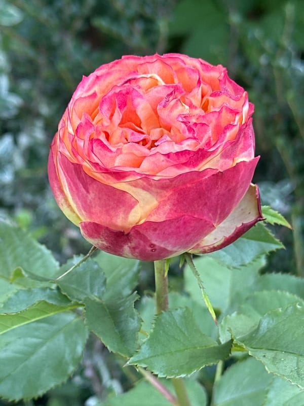 Close-up rose photography in Zvenyhorodka, Ukraine