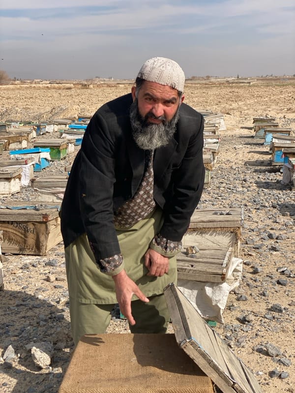 Beekeepers tend hives in Afghanistan apiary operation