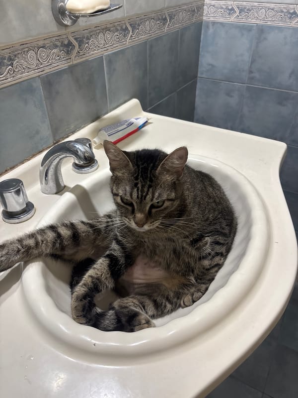 Tabby cat uses bathroom sink for grooming in Buenos Aires
