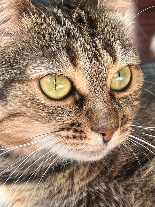 Tabby cat lounging on a patterned rug, multiple angles