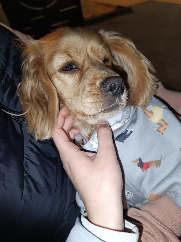 Dog receives affection from owners in Pleven, Bulgaria