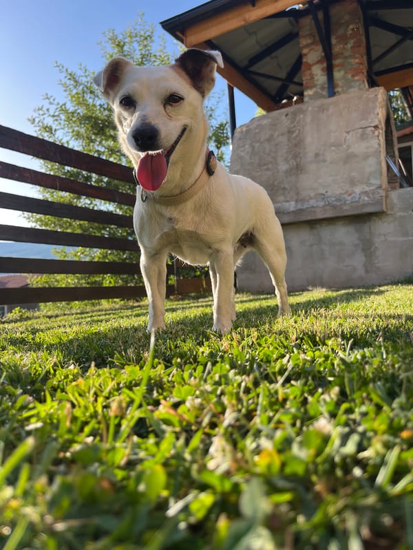 Dogs relaxing in a Vladaya yard on a summer afternoon