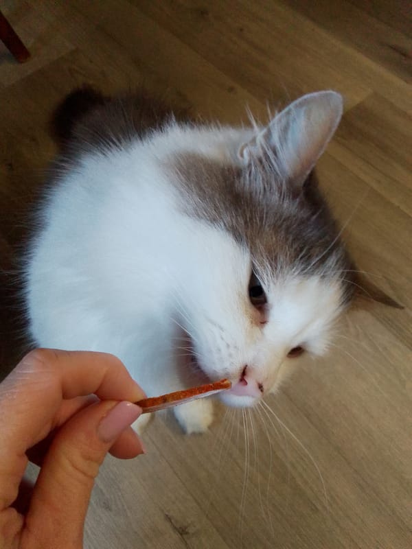 Cats fed treats by hand during early morning feeding session