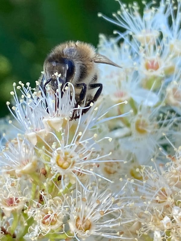 Bees, berries, and blooms in a summer garden