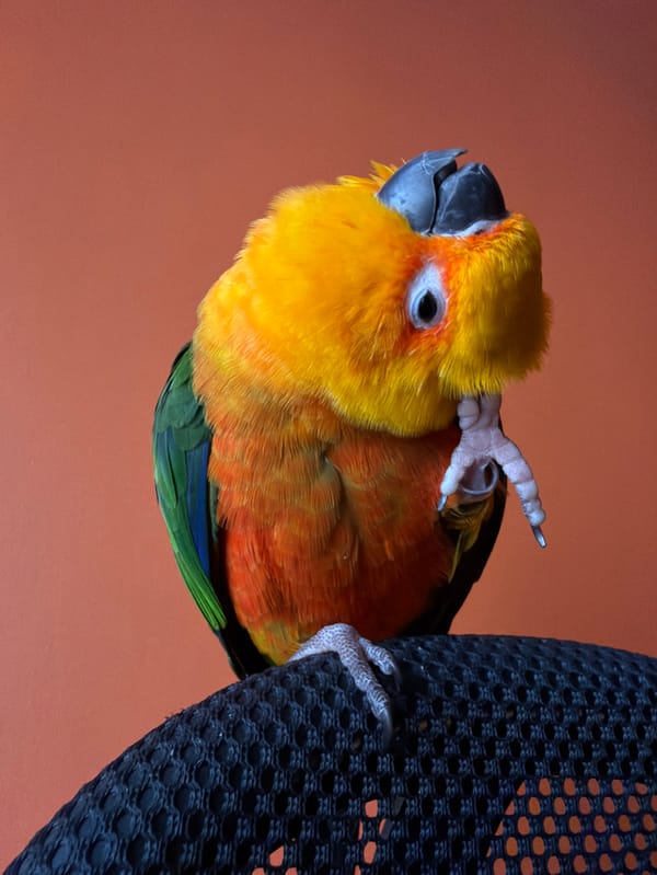 Woman plays with colorful parrots, shaves soap in Khimki