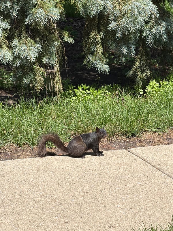 Black squirrel on a sunny Vernon Hills park sidewalk