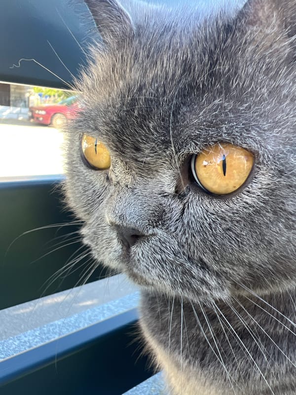 Cat and dog spotted relaxing outdoors in Kostinbrod
