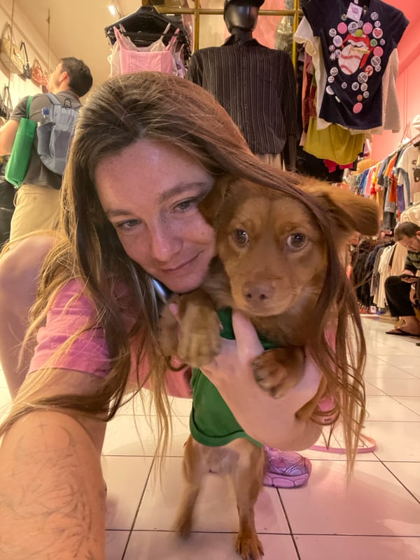 Small dog gets the camera treatment in North Kuta