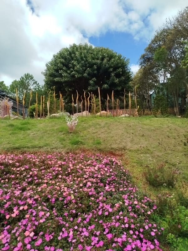 Pink flower garden with glass art documented in Da Lat