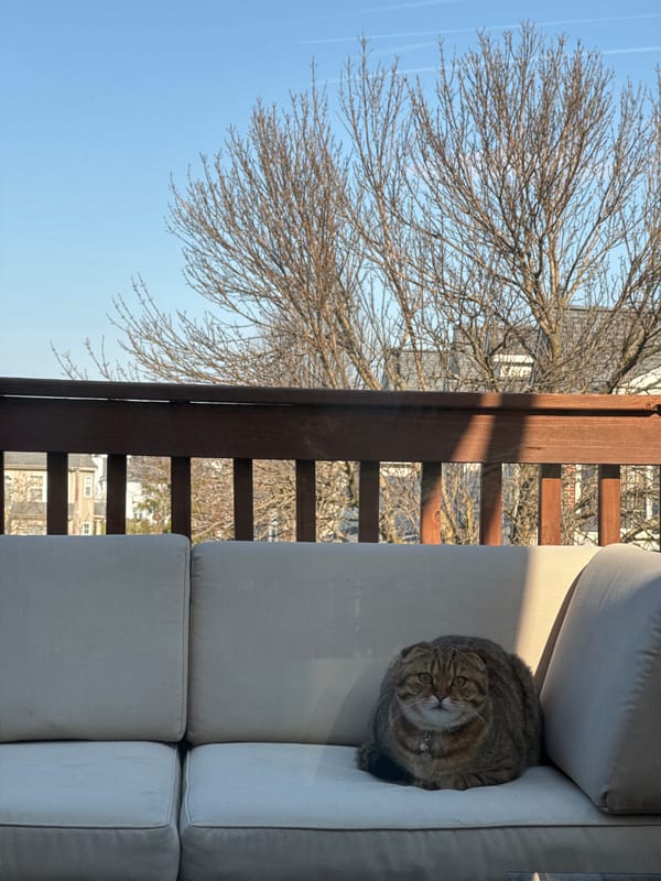 Cat relaxes in Pennsylvania residential neighborhood on clear day