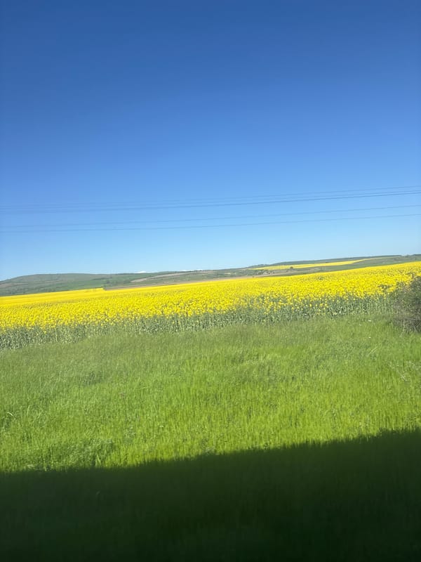 Spring rapeseed blooms observed in Bulgarian countryside near Tsar Asen