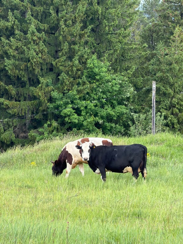 Quiet pastoral moments captured in Russian countryside fields