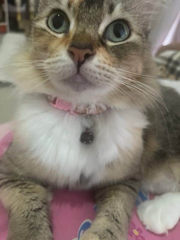 Calico cat lounging at home, multiple close-up angles